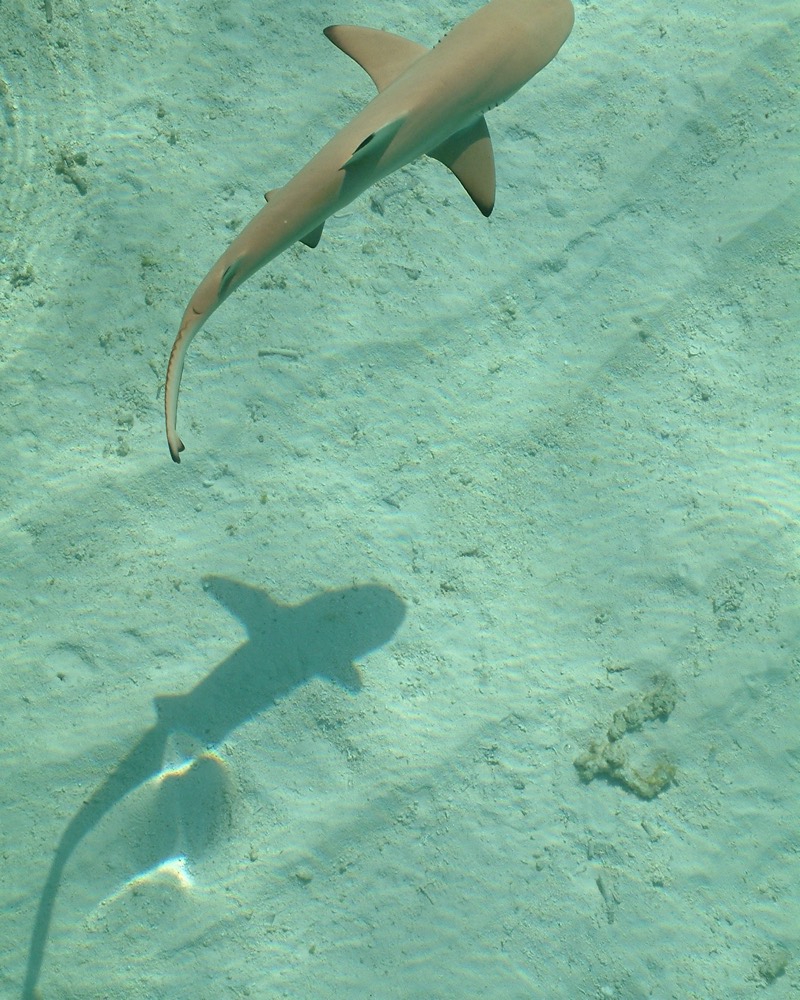 A blacktip reef shark and its shadow over white sand